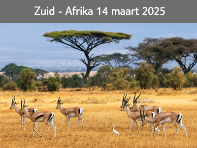 Klik hier voor alle informatie over onze 16 daagse eigen Nederlandstalig begeleide reis naar Zuid-Afrika, vertrek 14 03 2025
